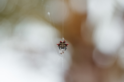spider on the floor, shallow depth of field