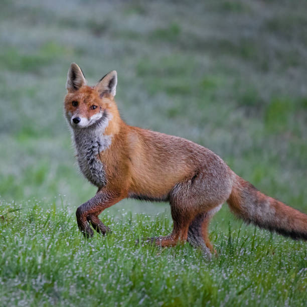 istock Closeup shot of a fox 1461597383