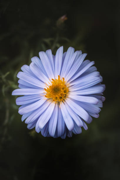 Asters in the garden
