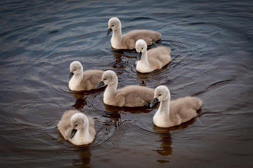 A closeup of signets on a pond in the daylight in Ayrshire, Scotland