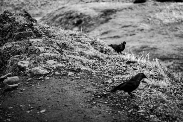 istock Grayscale shot of two crows in a meadow 1461597559