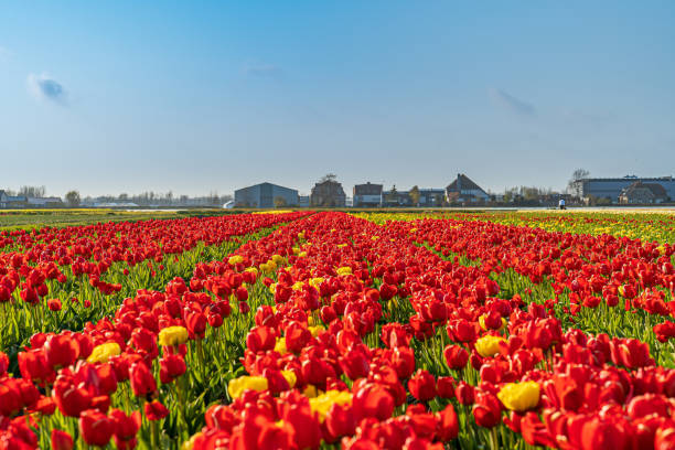 istock Beautiful meadow with rows of blooming red tulips 1461597678