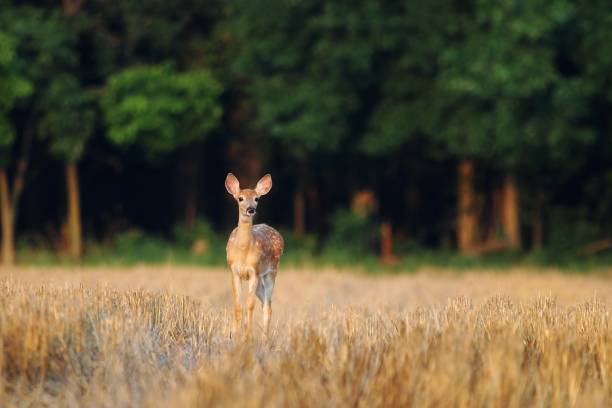 istock Closeup of a young deer in a meadow 1461597753