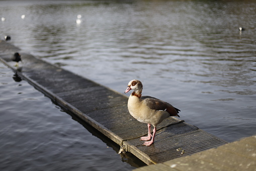 A closeup shot of a duck perched on a wooden pier in a lake