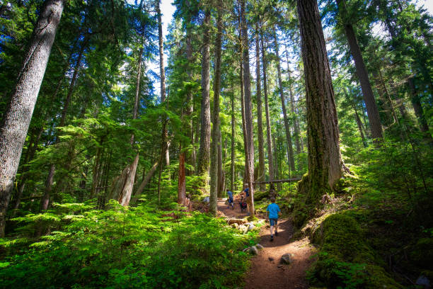 istock People walking in a dense forest with tall trees 1461597834