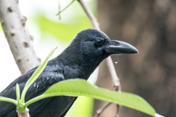 istock Selective focus shot of a Large Billed Crow 1461597964