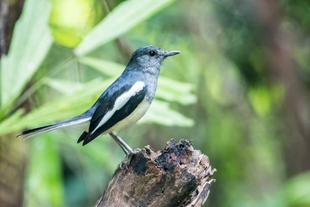 istock Selective focus shot of an Oriental Magpie Robin perched on a tree branch 1461597969