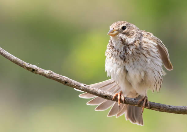 Corn bunting, Emberiza calandra. A bird stretching its wings and tail