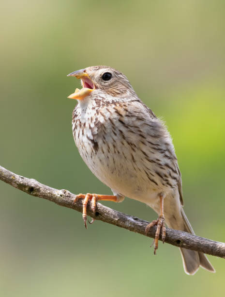 istock Corn bunting, Emberiza calandra. A bird sings, sitting on a branch, on a beautiful blurry background 1461598309