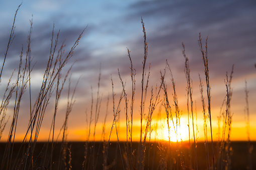 A closeup of tall grasses against a setting sun in southern Wyoming.