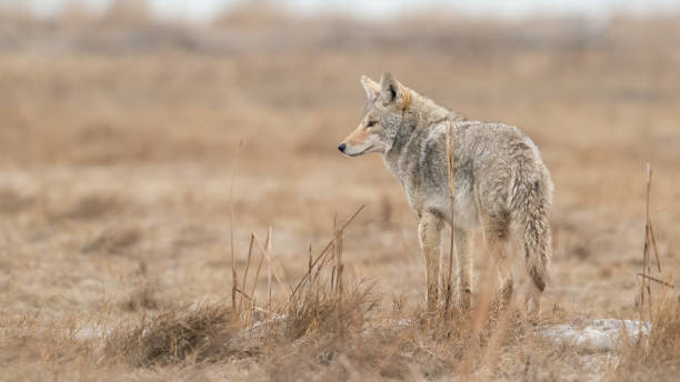istock Wolf standing in the dried meadow during the daytime 1461598456