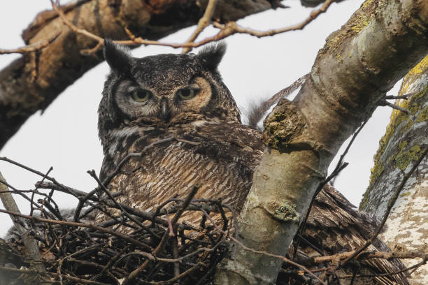 istock Closeup shot of an owl on the tree 1461598498