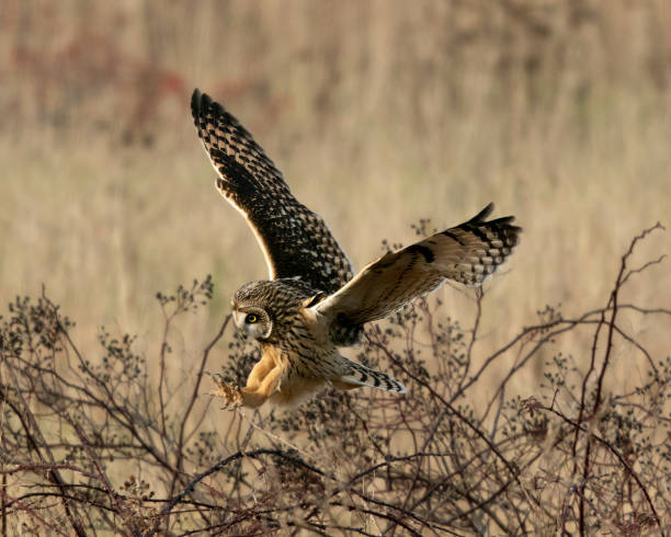 istock Owl flying over the meadow during the daytime 1461598501
