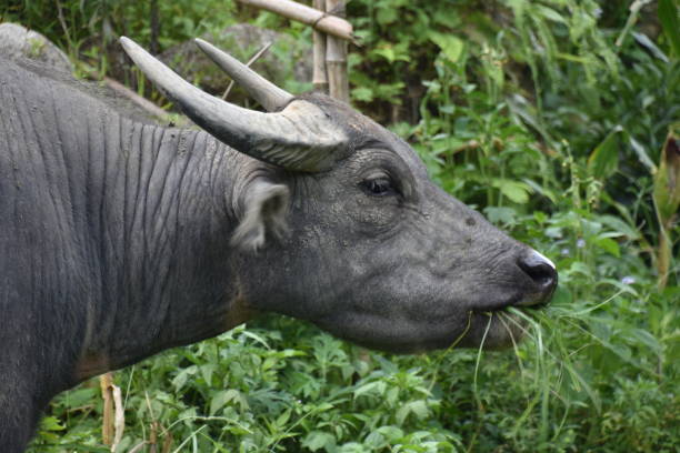 istock Vietnamese Buffalo Eating Grass in Profile 1461599627