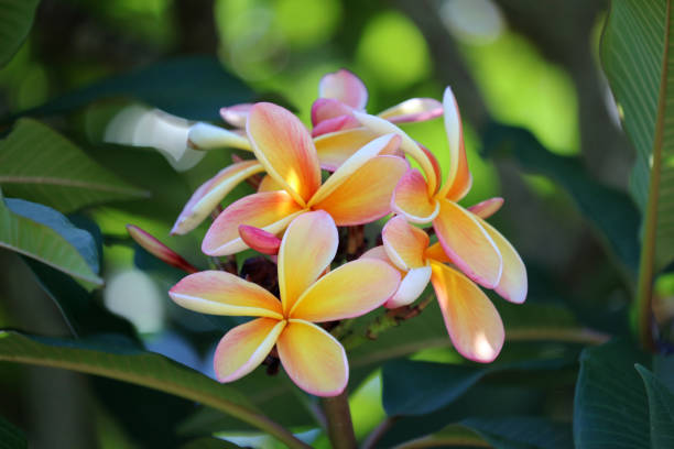 istock Frangipani Plumeria 1461603391
