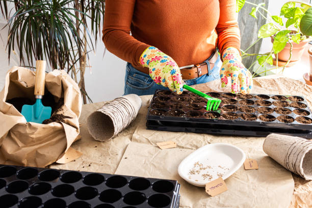 istock Woman is planting seedlings at home 1461604162