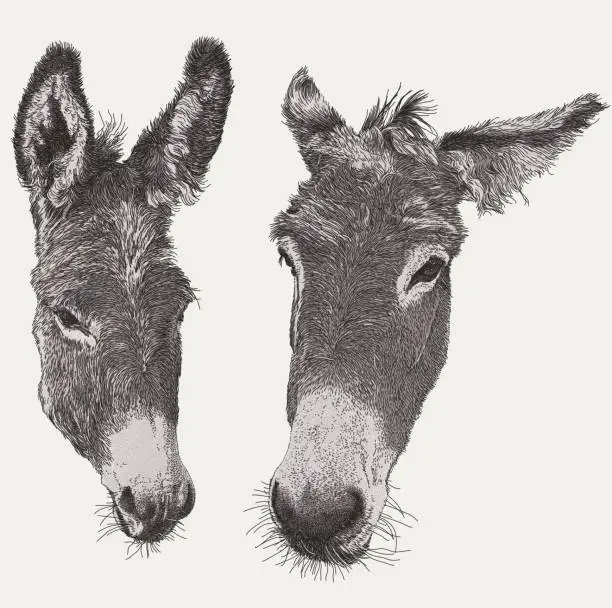 Vector illustration of Donkey Heads