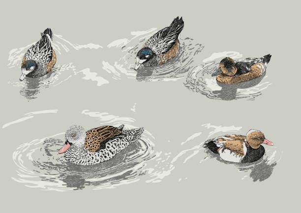 swimming ducks - ördek su kuşu stock illustrations