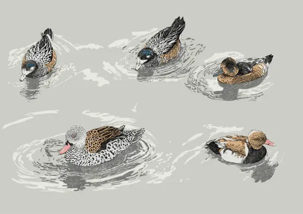 Vector illustration of Swimming Ducks