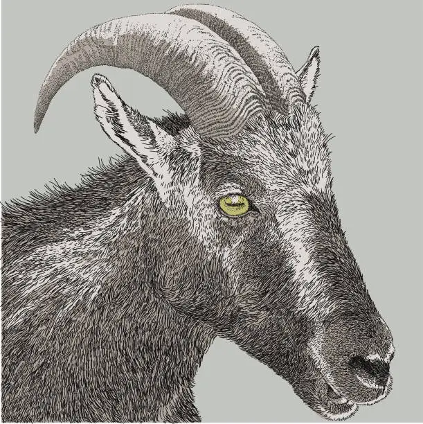 Vector illustration of Goat Head