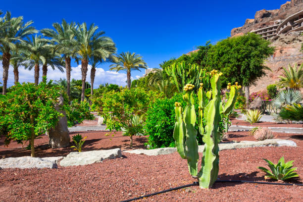 istock Tropical flora of Gran Canaria island, Spain 1461606329