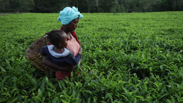 Young African mother crossing tea plantation with her baby, Central Ethiopia, Africa