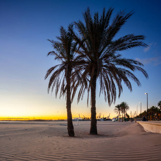 istock Palm trees on Playa de las Arenas beach at sunrise, Valencia. Spain 1461608295