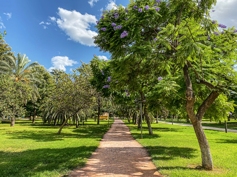 View of footpath along trees in the Turia Garden public park in the city of Valencia, Spain