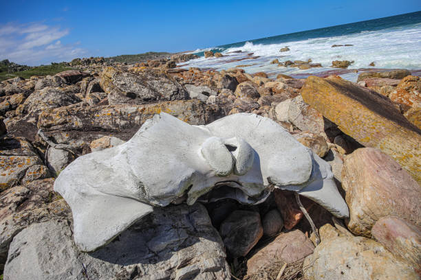 Protected Nature Reservat at the Wild Coast in South Africa.