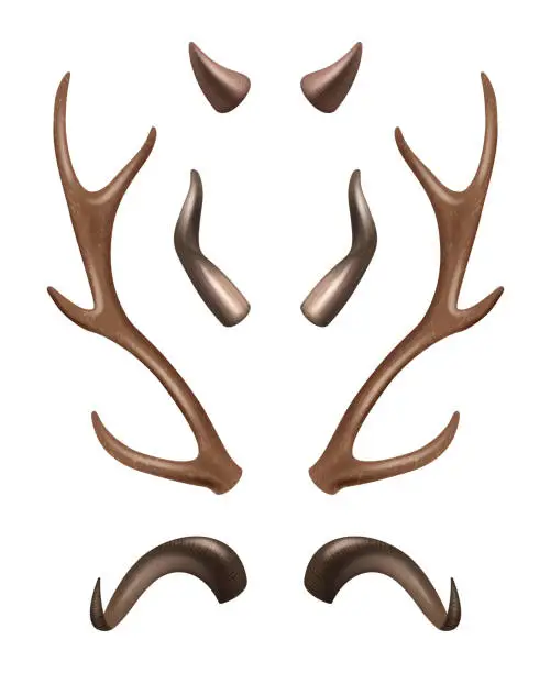 Vector illustration of Horns. Different shapes of wild animals horns decent vector realistic set isolated