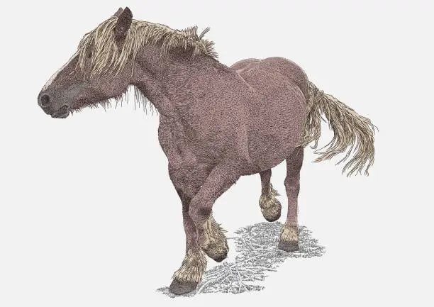 Vector illustration of Wild Horse