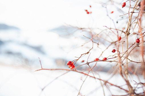 Rosehip berries covered with snow close-up.