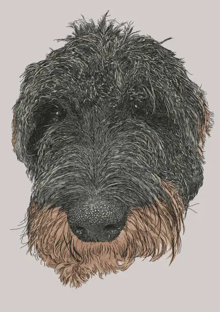 Vector illustration of Wire Haired Teckel Dog