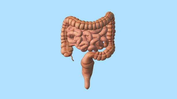 istock Human internal organ with intestine medical background 1461610882