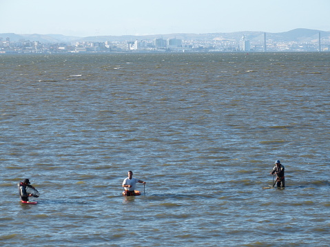 group of shellfish gatherers collecting shellfish and clams on the south bank of the Tagus River with Lisbon in the background, the image was captured in the city of Barreiro in February 2023