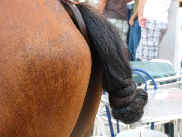 istock back of a horse used to pull carts for tourist purposes with a small braid 1461613796