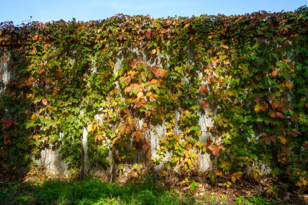 Autumn in the Monza Park, Brianza, Lombardy, Italy