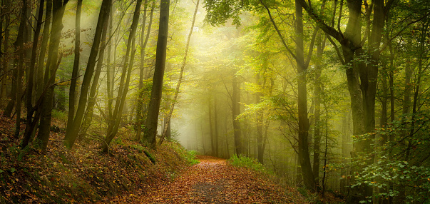 Dreamy scenery with rays of warm light and mist in a green forest, an uplifting yet moody beautiful landscape