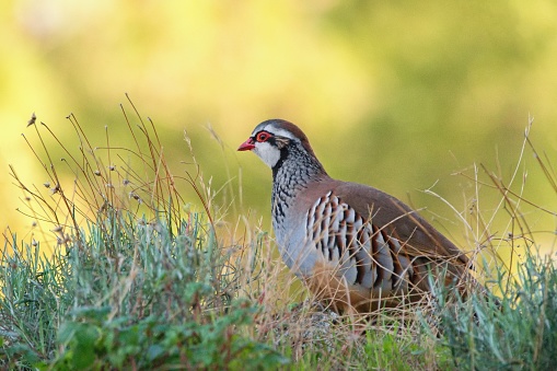 The red legged partridge also known as French partridge (Alectoris Rufa).