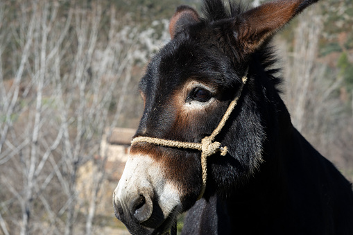 Grey donkeys in mountain meadow in Asturias