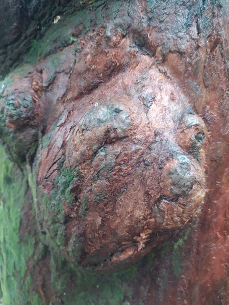 istock A shot of a tree trunk in detail 1461617247