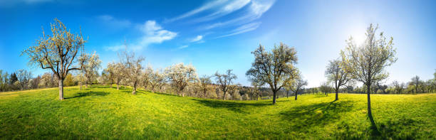 istock Idyllic rural panorama on a sunny day 1461618269