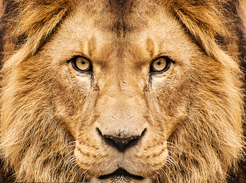 Retrato de león photo