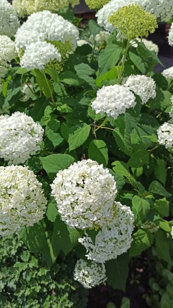 istock Bush of white hydrangeas in the garden. beauty in nature 1461619321