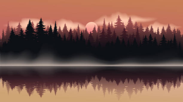 ilustrações de stock, clip art, desenhos animados e ícones de vector dark forest background texture, silhouette of coniferous forest, vector. season trees by the lake, reflection in the water spruce, fir. - lake forest landscape silhouette