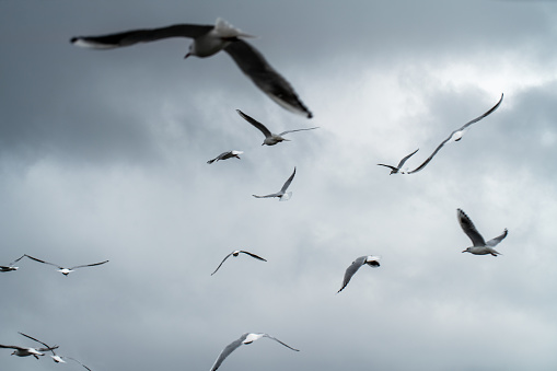 Flock of seagulls in the dark moody sky