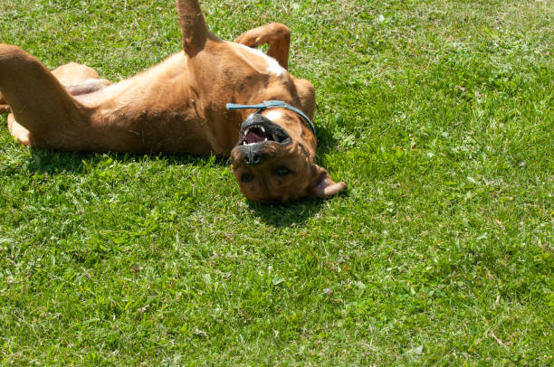istock Shelter dog rolling in the grass 1461625183