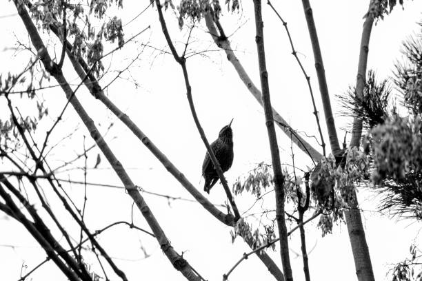 istock starling perched in snowy weather , against the sky 1461626032