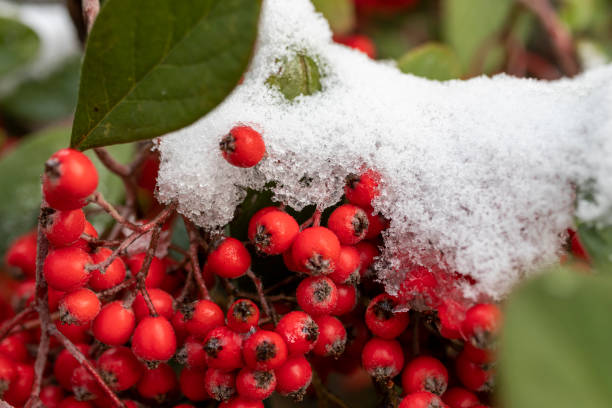 istock bush with red round berries, in snowy weather 1461626140