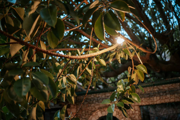 istock Illuminated by moody lamp, a big ficus tree 1461626222